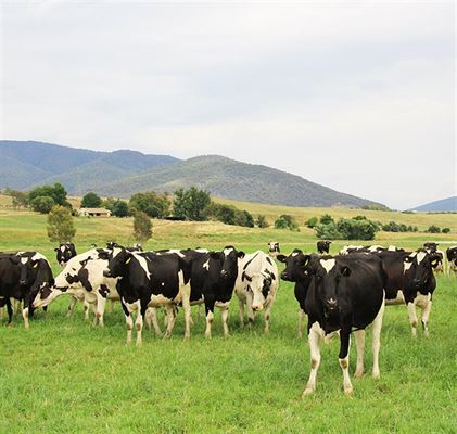 Holstein Australia equals high quality